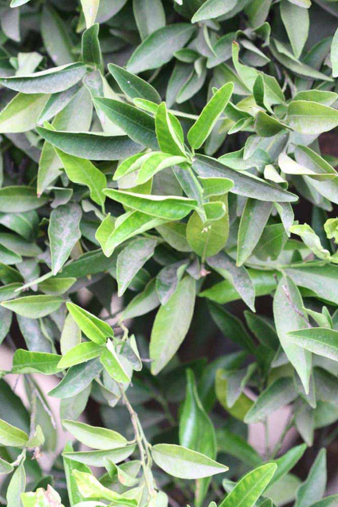              Sun leaves (Riverside, CA)       